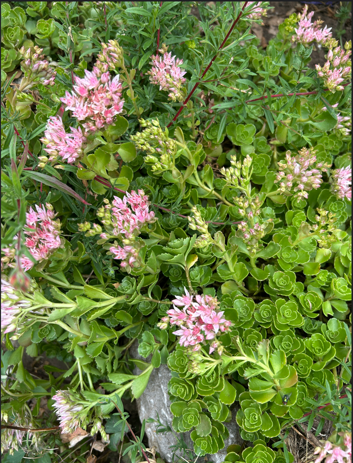 20 Dragon's Blood Stonecrop Evergreen Succulent Sedum Spurium stems with roots