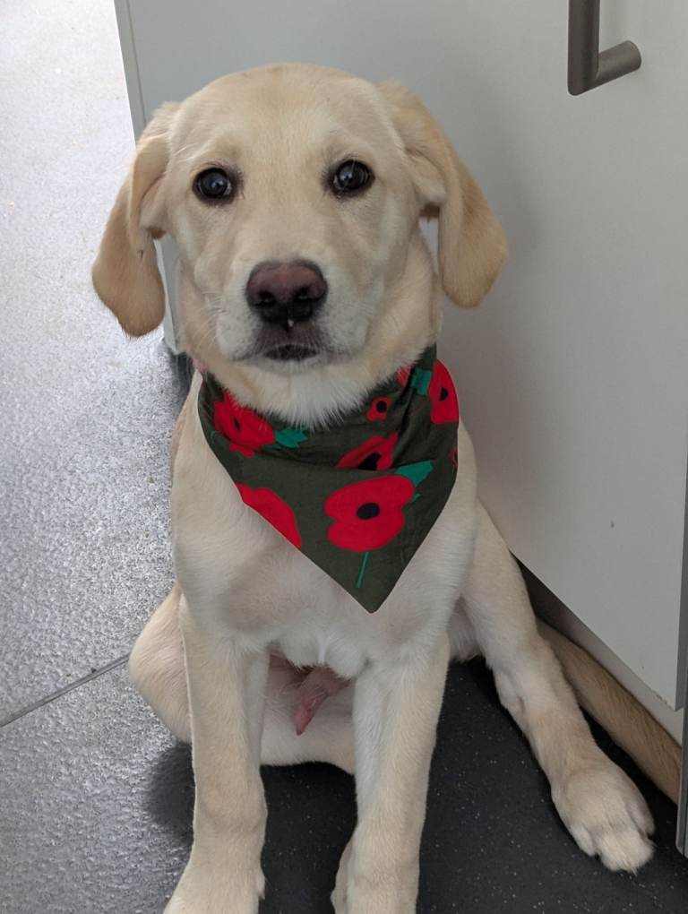4 month old Labrador/Retriever for sale £100