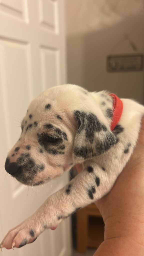 Dalmation puppy boys