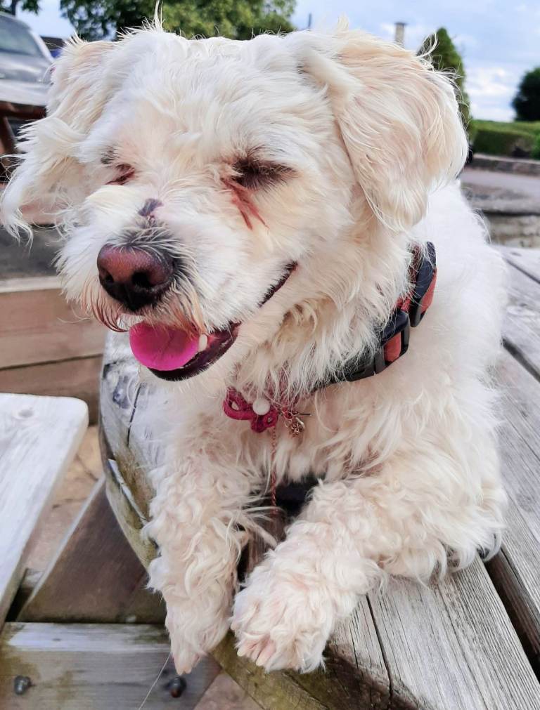 Maltipoo Puppy For Sale 