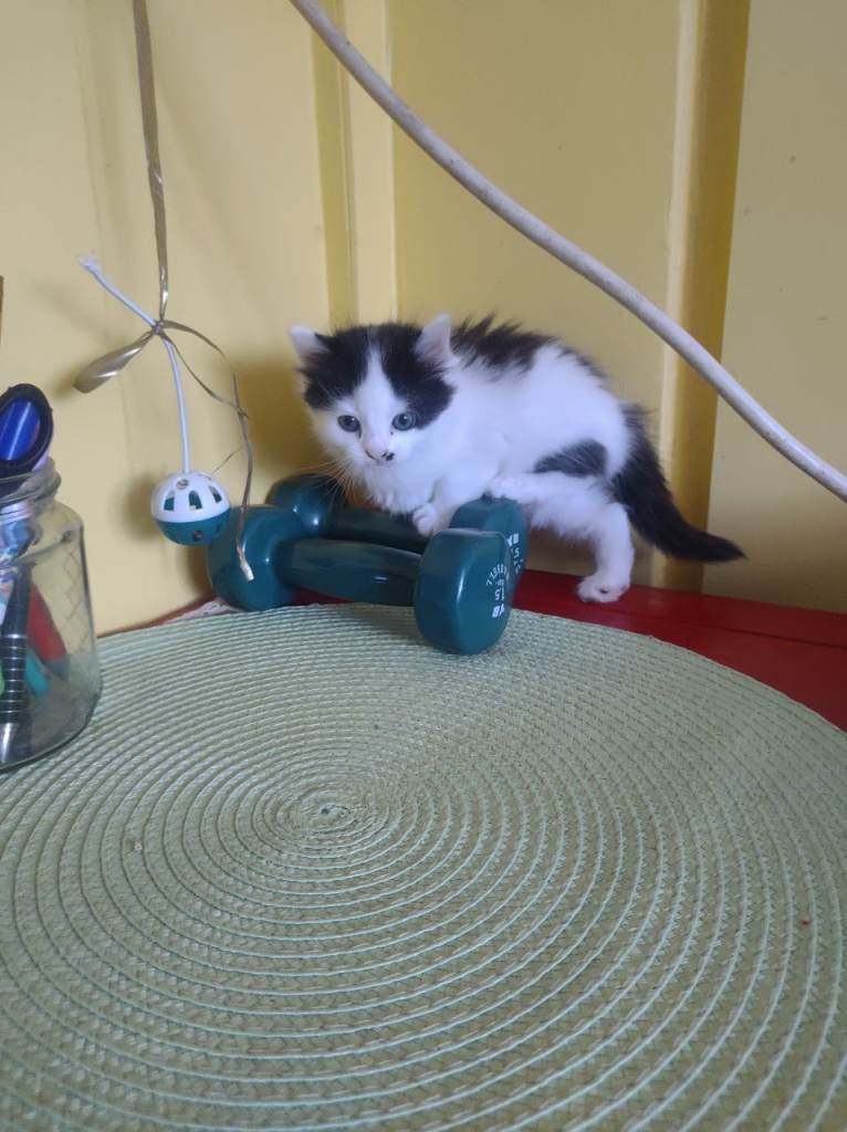 Kittens 