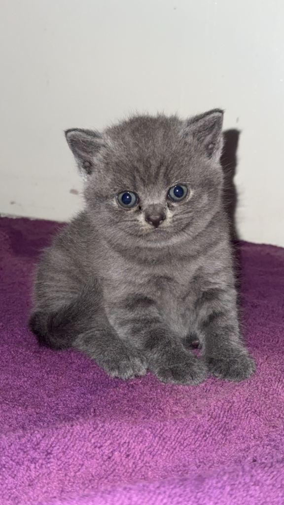 British short Hair kittens