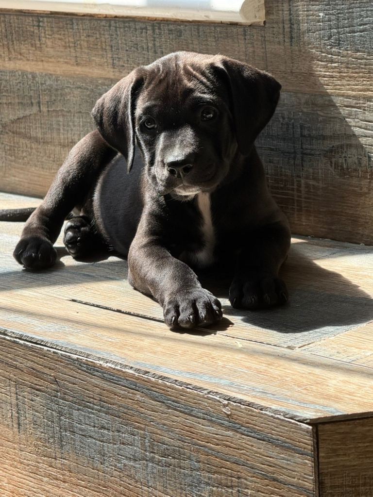 Cane corso x Labrador ready next week!
