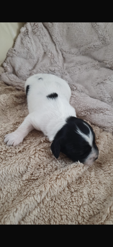 Cocker spaniel 