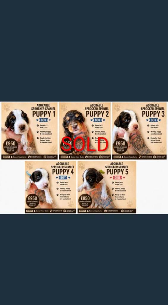 Sprocker Spaniel Puppies 