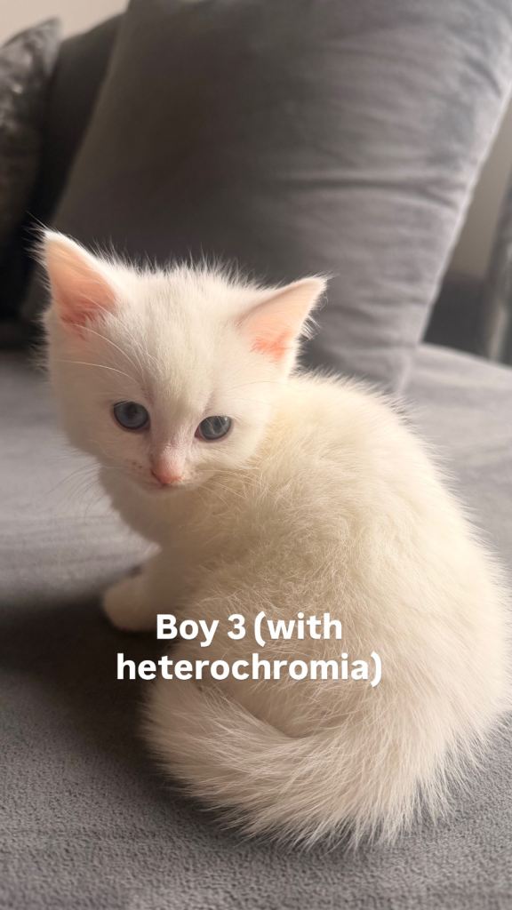 Cats for Sale - American shorthair x Maine Coone