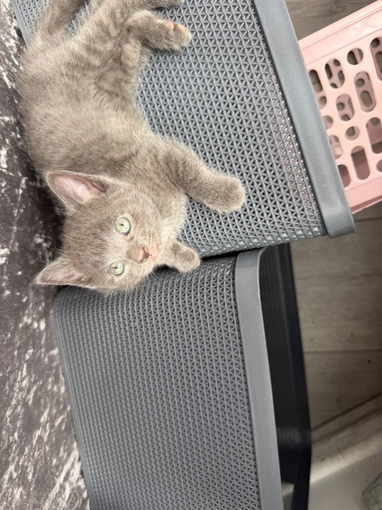3 kittens 