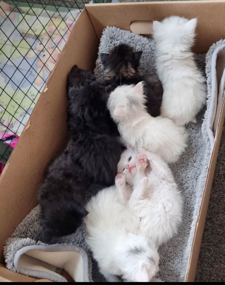  Beautiful Mainecoon & Turkish Angora Fluffy 