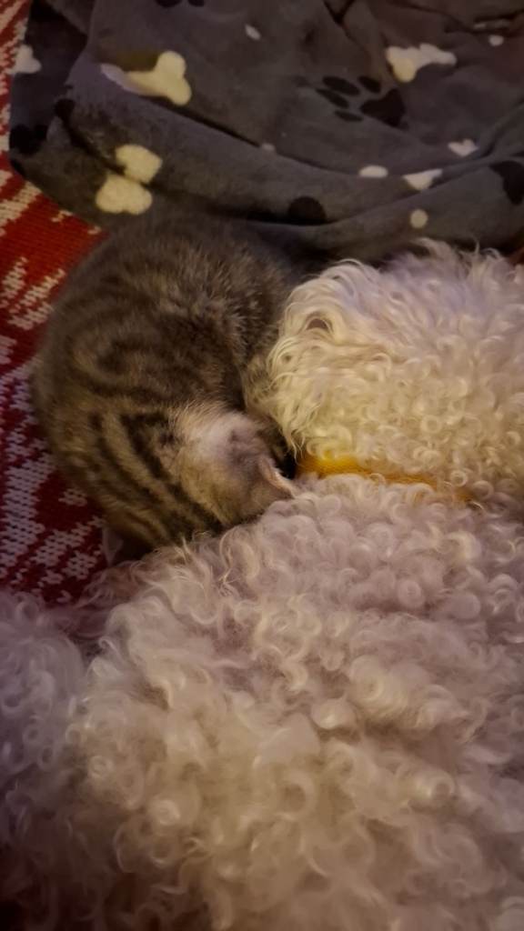 8 week male grey tabby kitten