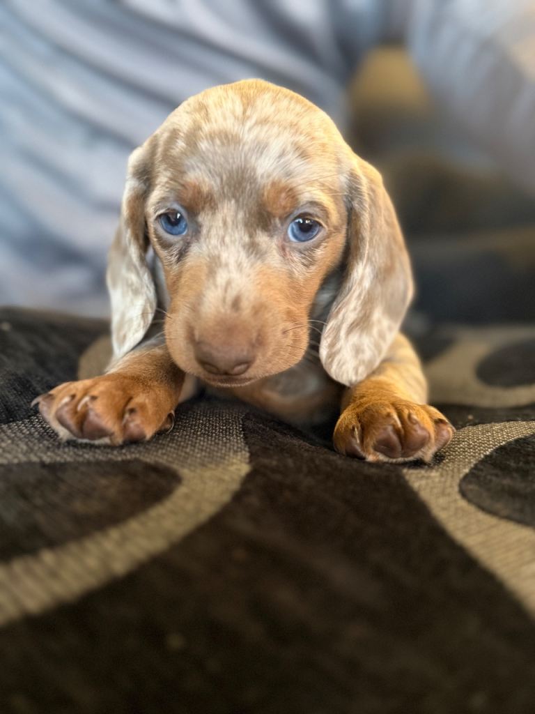 Dachshund 