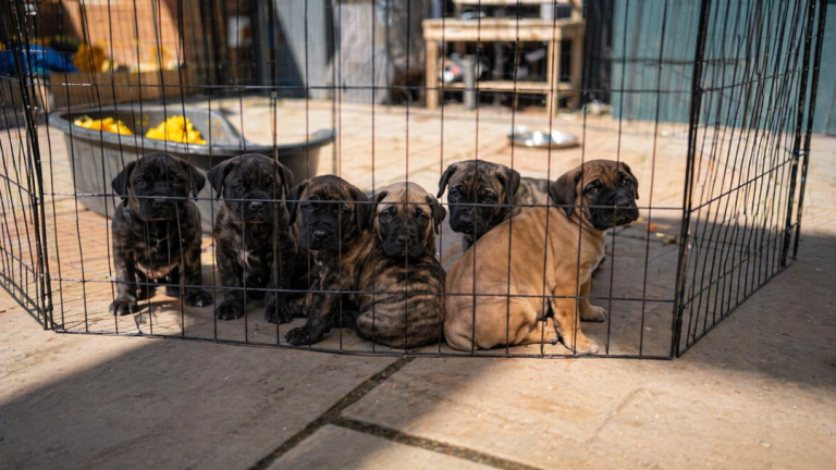 Presa Canario puppies champion bloodlines