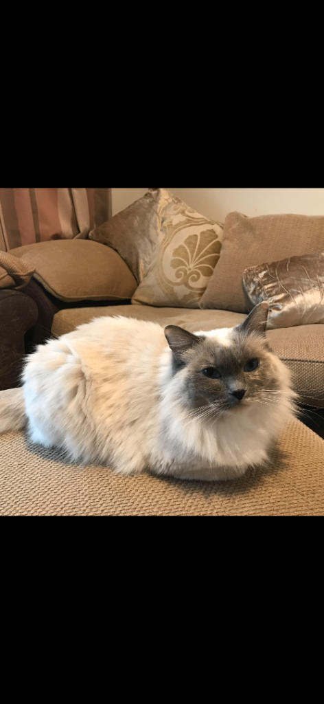 Ragdoll Cat for sale 