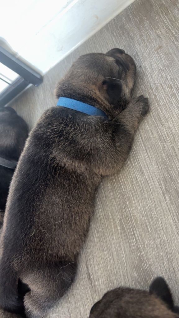 German shepherd cross