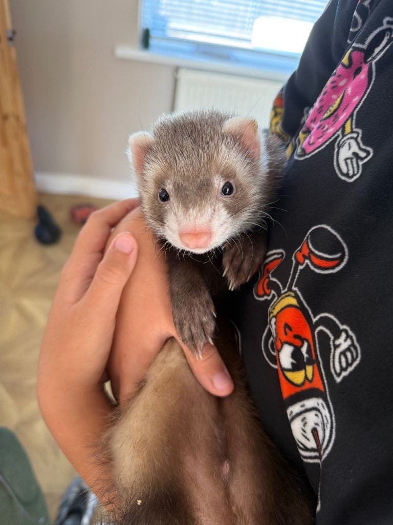 Baby ferrets