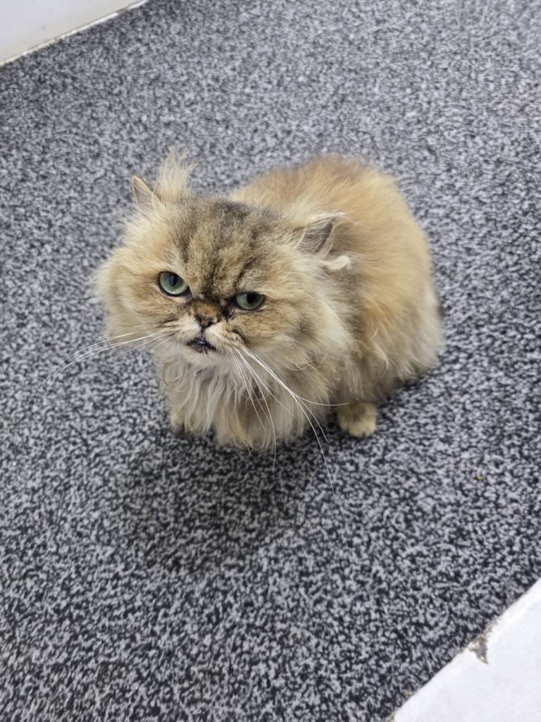 Domestic longhair 