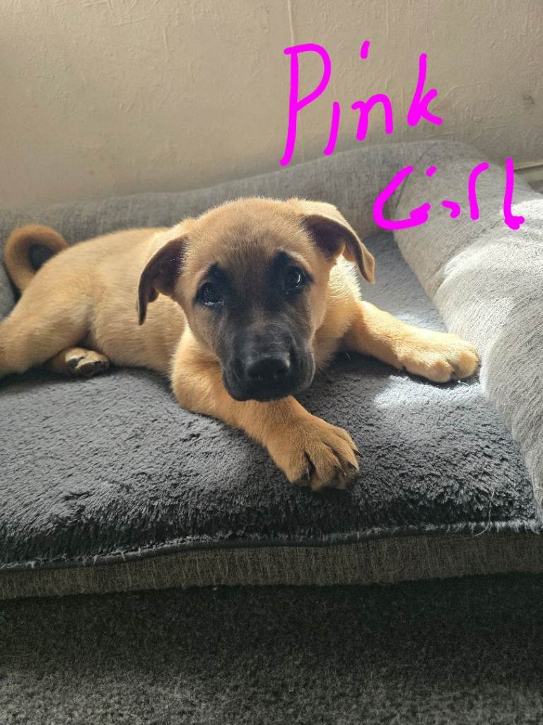 German Shepherd x American Bulldog puppies