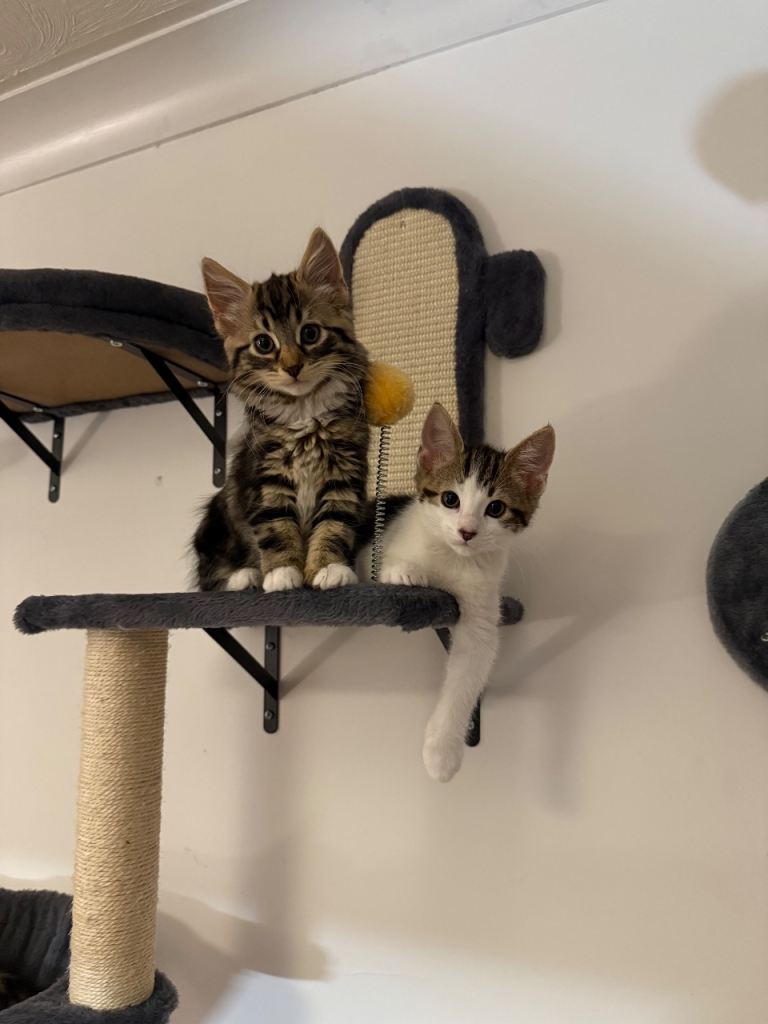 Kittens for sale 