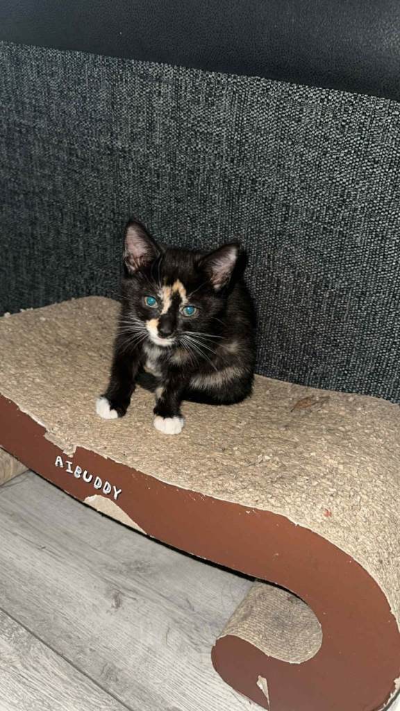 Female kitten for sale