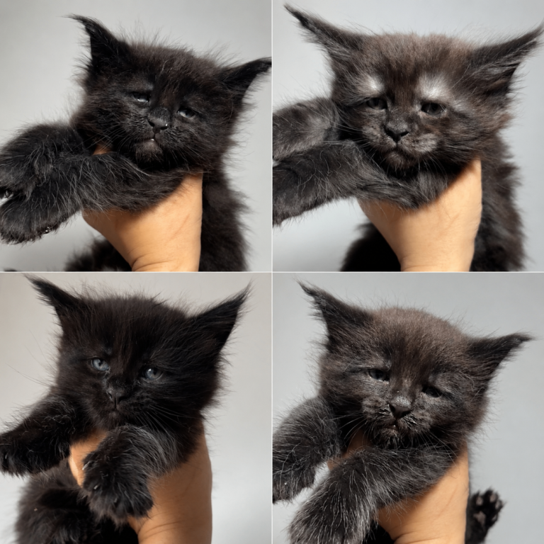 XXL Russian Maine coon kittens 