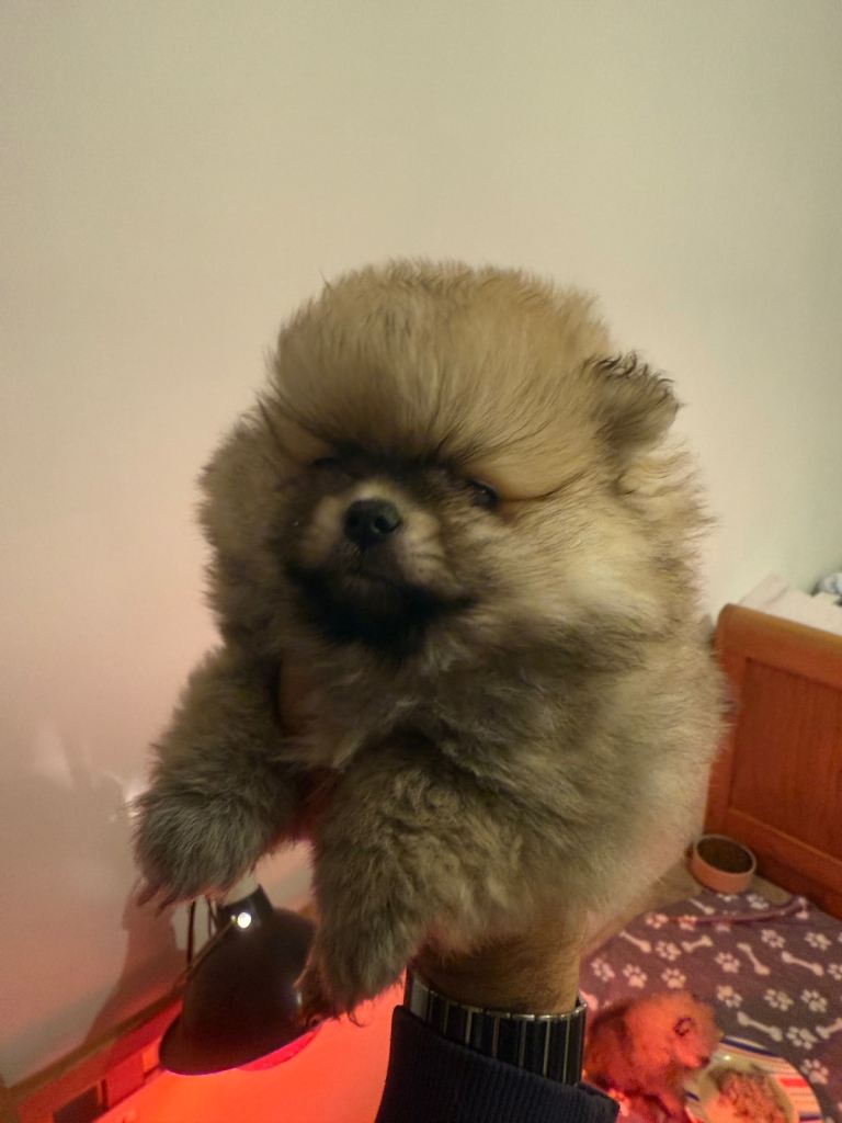 Pomeranian puppy KC registered 