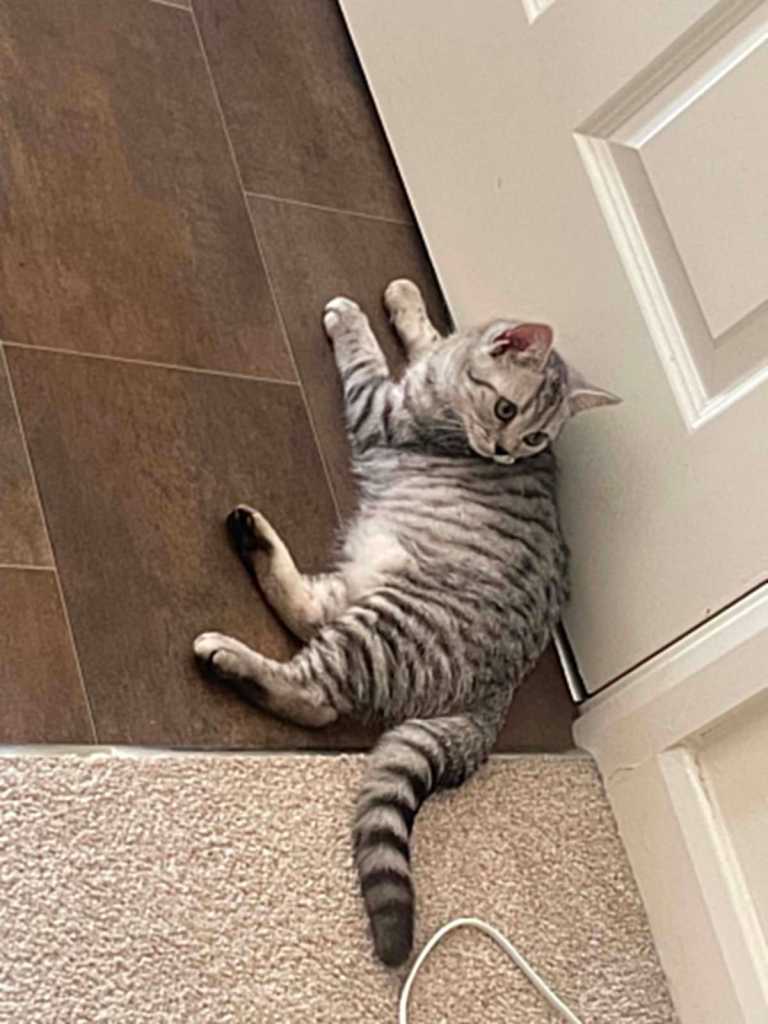 British Blue Shorthair Silver Tabby kittens