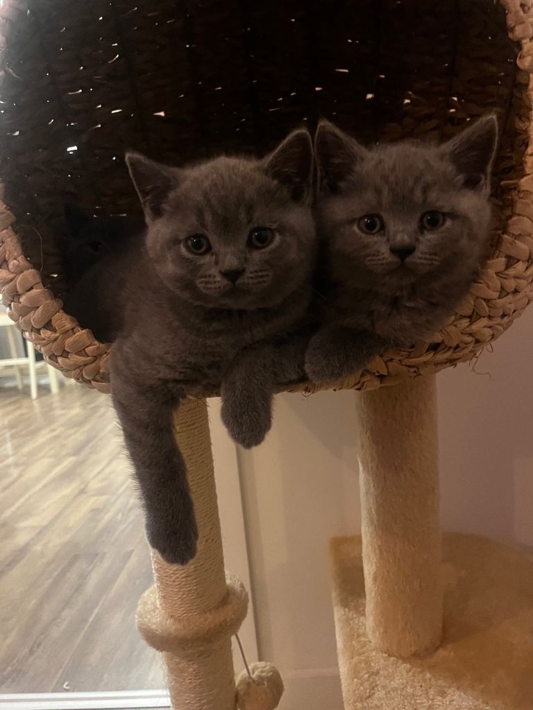 3 female 1 male British shorthair kittens for sale 
