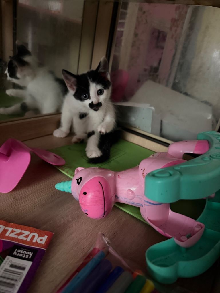 Kittens for new home 