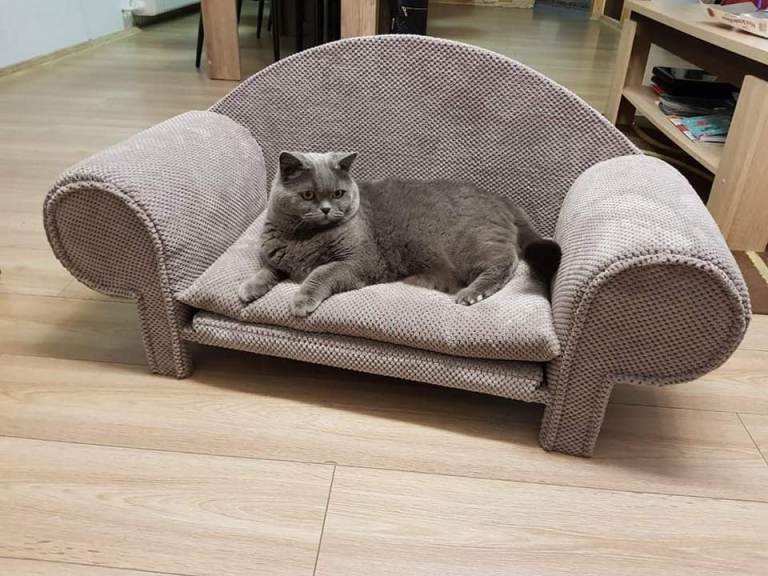 Superb cats sofa bed and scratch 