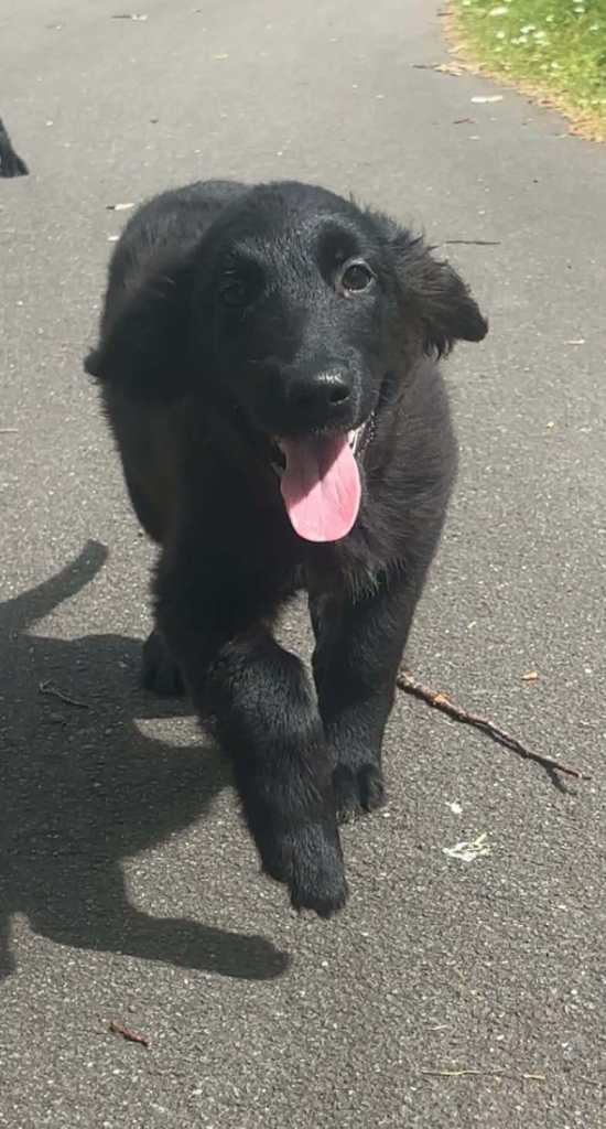 Golden Retriever x Collie Puppies - Ready to leave