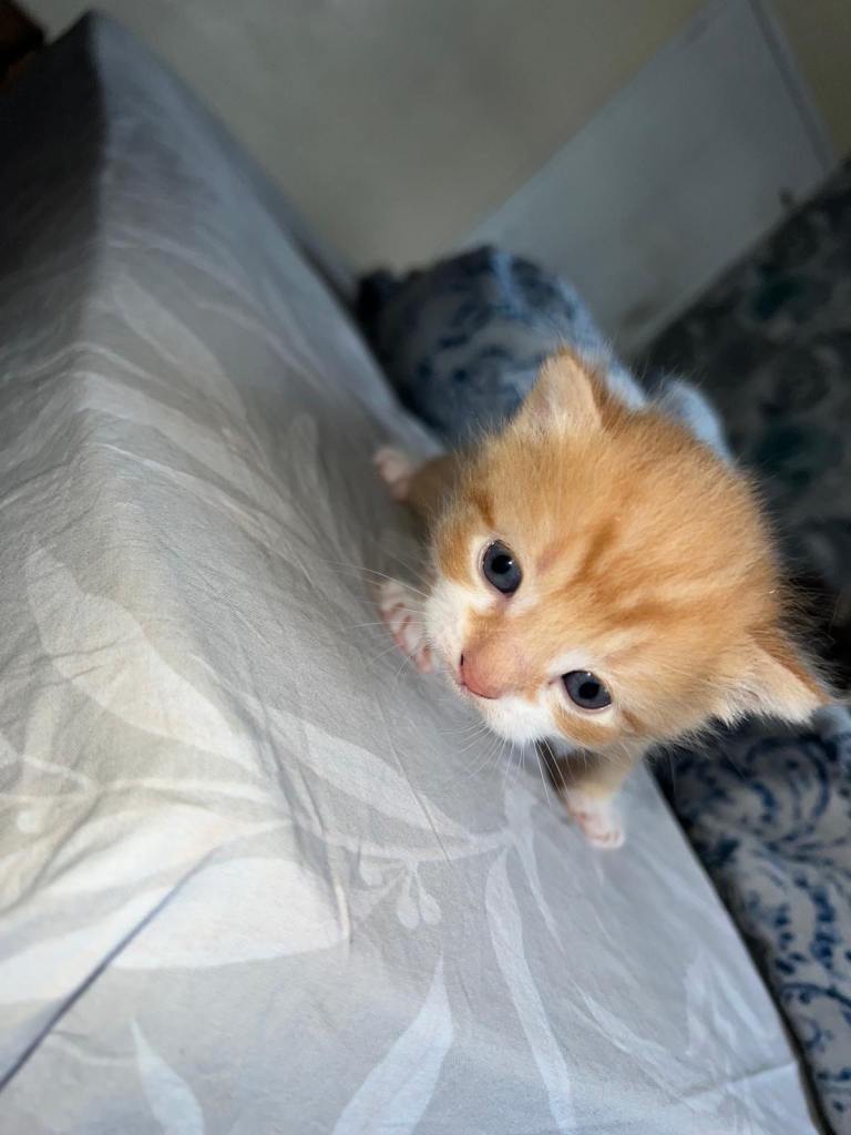 4 kittens looking for there forever home. 