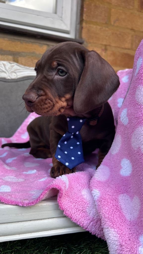 Standard Dachshund puppies 
