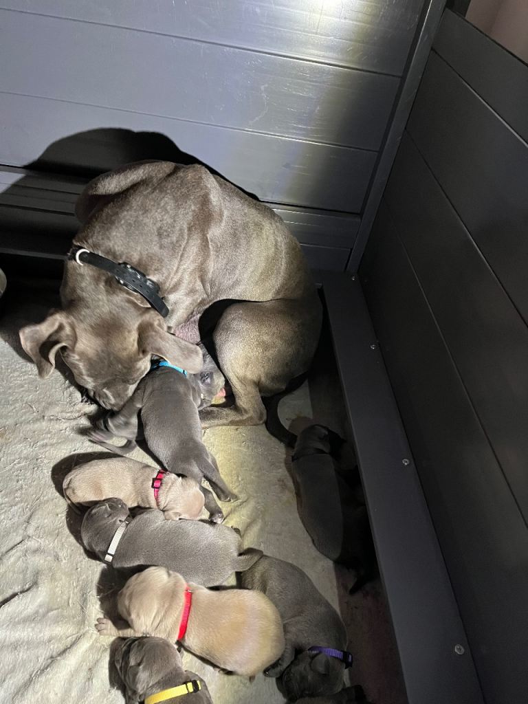Staffy × Cane Corso Puppies
