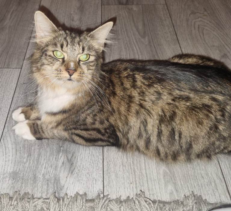 image for FREE T a b b y