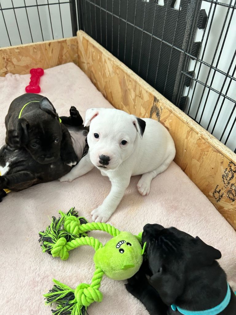 Staffordshire bull terrier puppies 