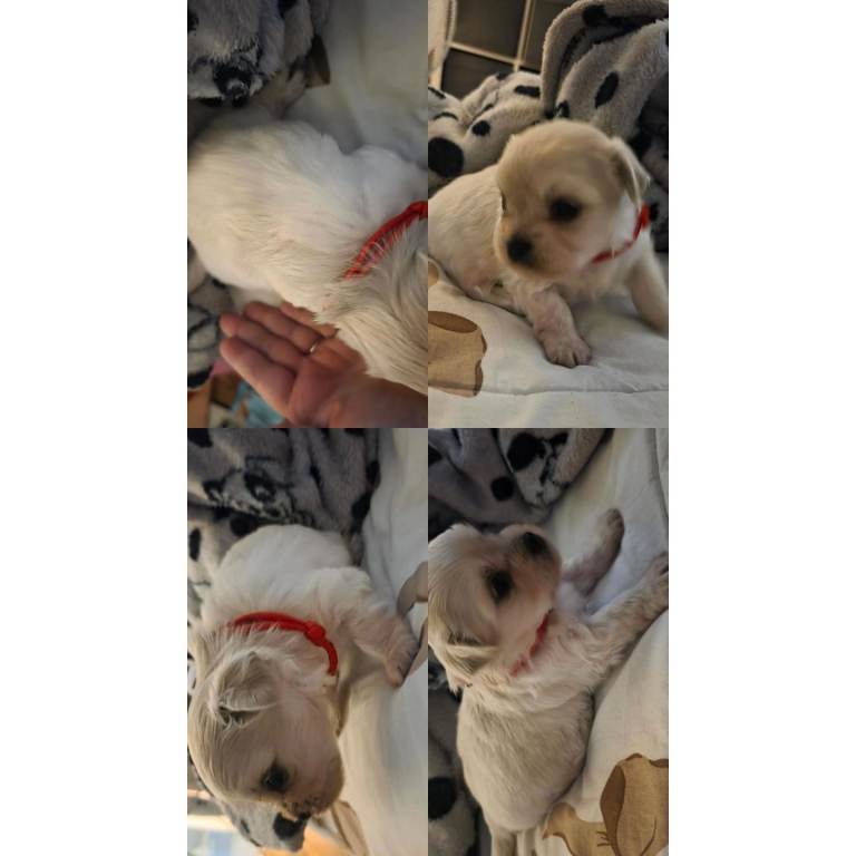 1 female chihuahua x maltipoo