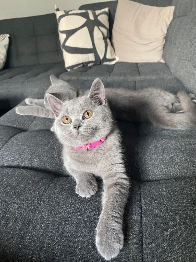 British short hair female kitten 