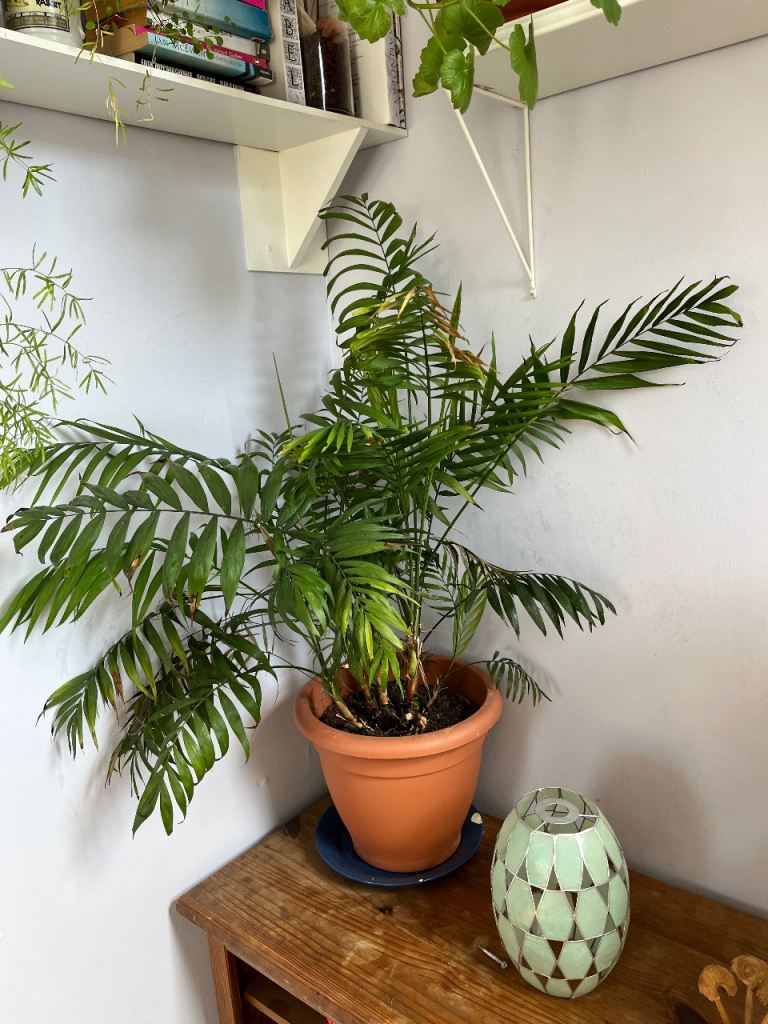House plant