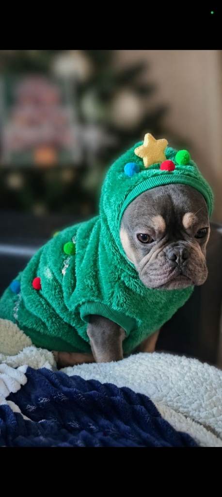 2 year old male Frenchie 