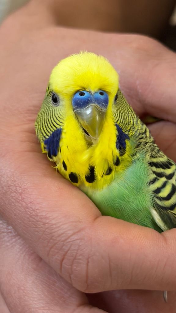Lovely Budgie Pair for Sale – Male & Female (Almost 1 Year Old)