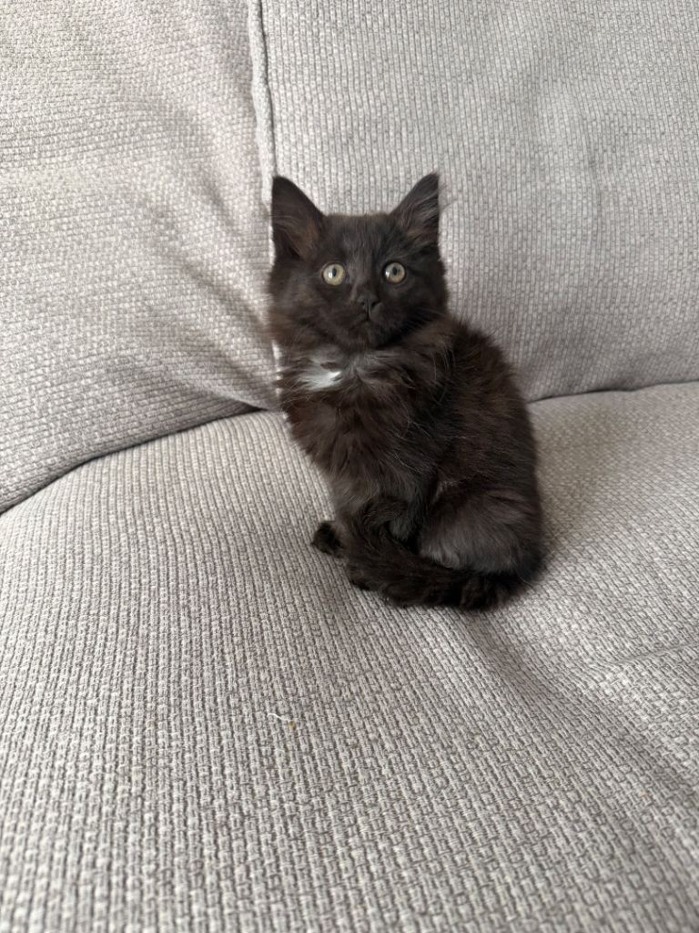 Kittens for sale