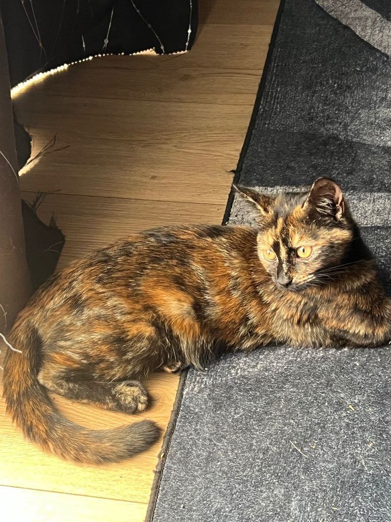 Beautiful 5-Month-Old Tortoiseshell Kitten Looking for a Loving Home