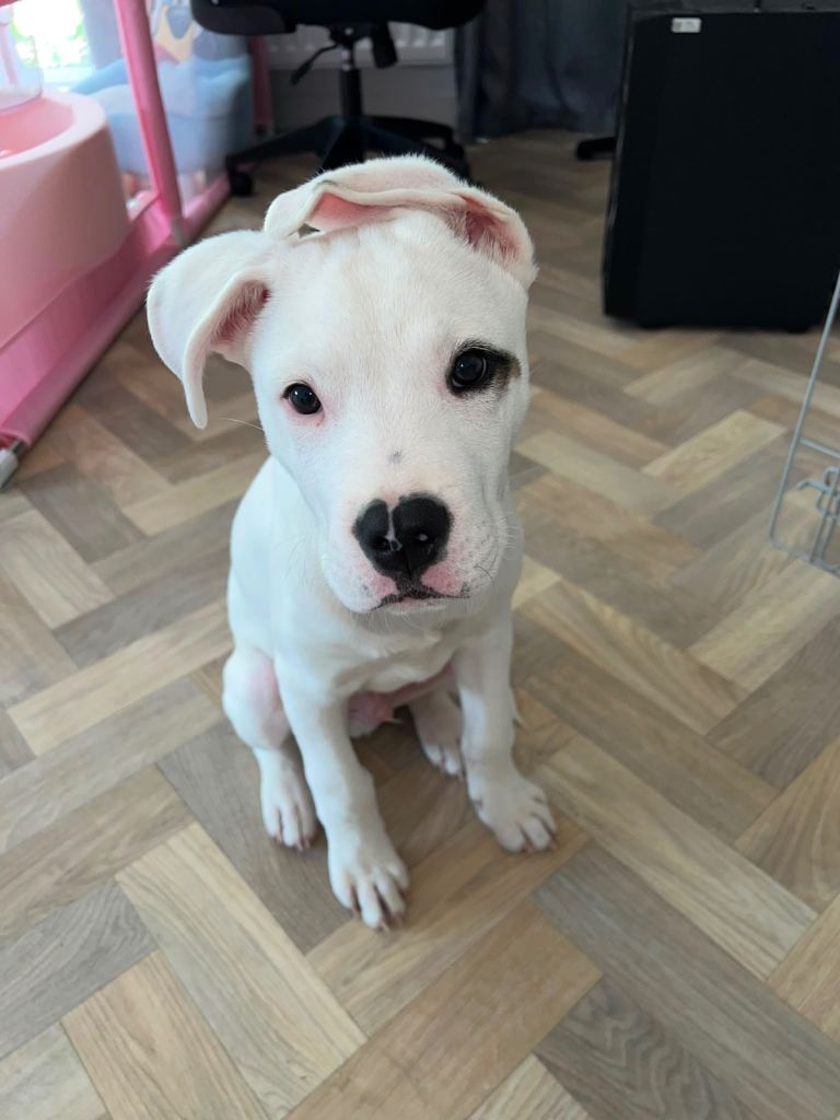 5 month old American akita x american staffy