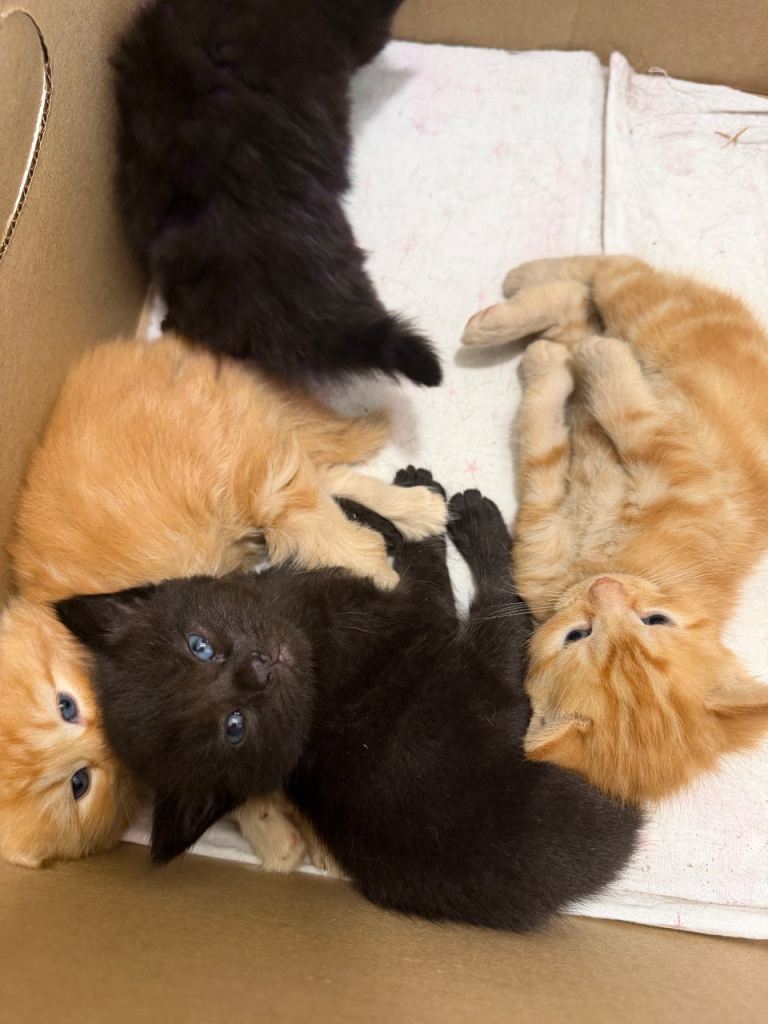 Beautiful Kittens