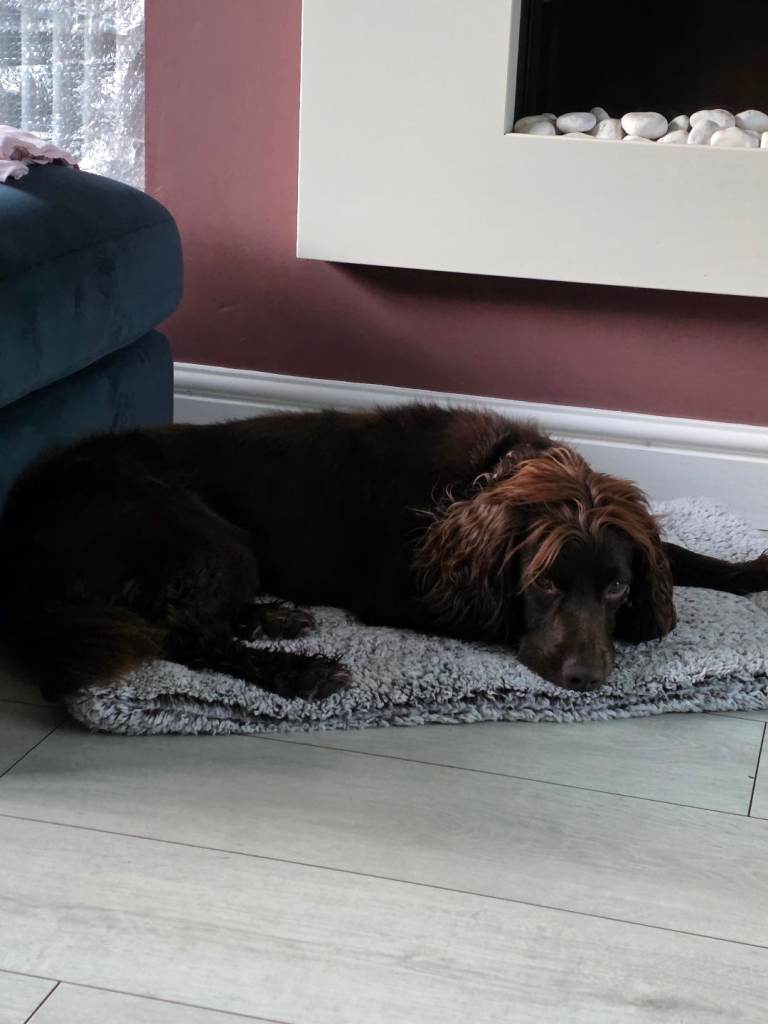 Brown Cocker Spaniel 