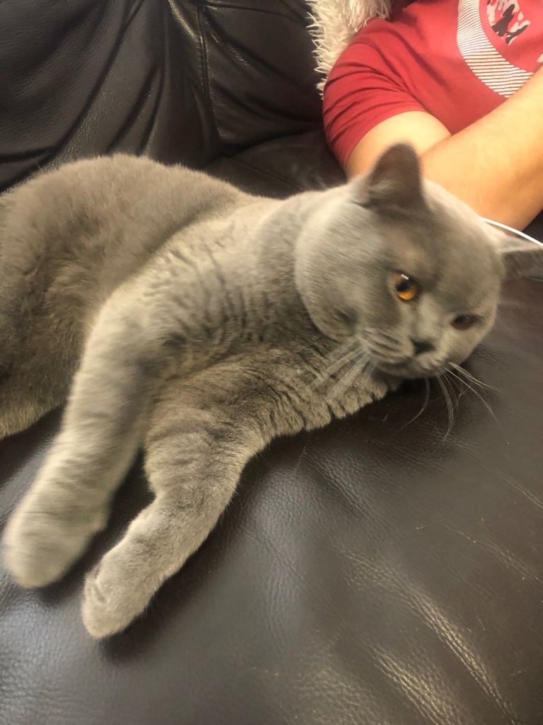 British short hair 2 years 