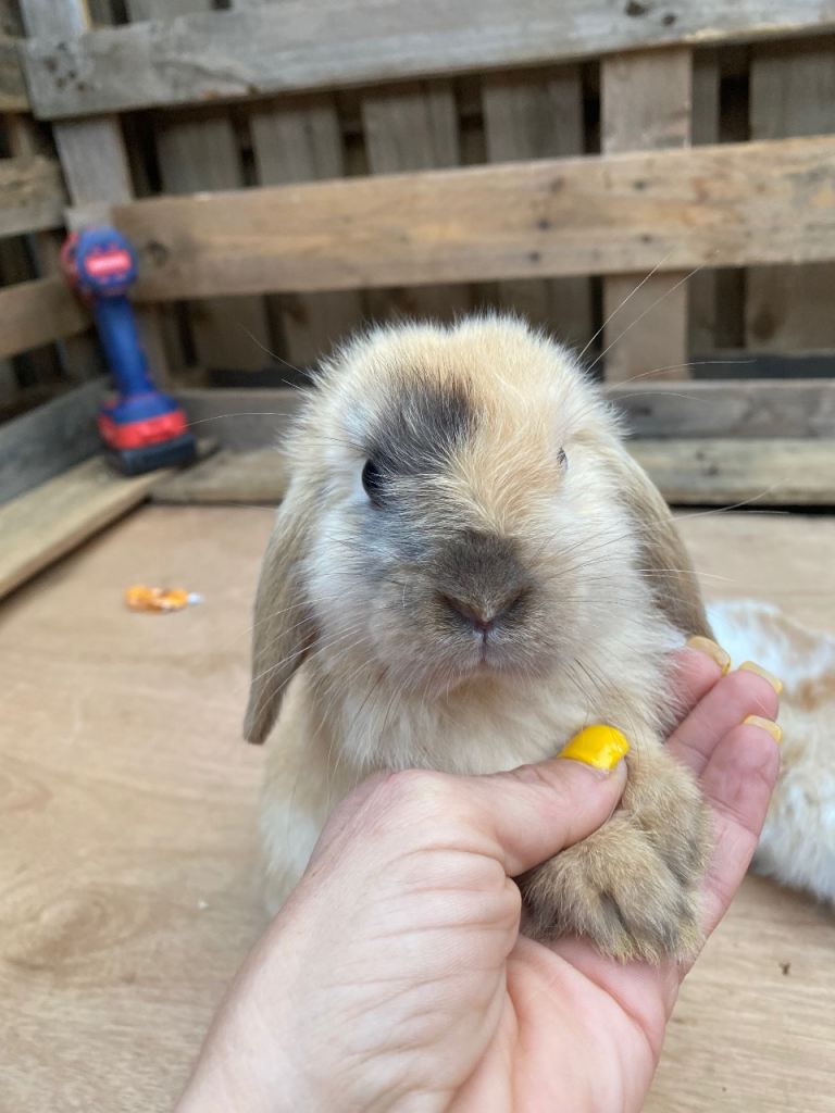 Beautiful male baby rabbits 
