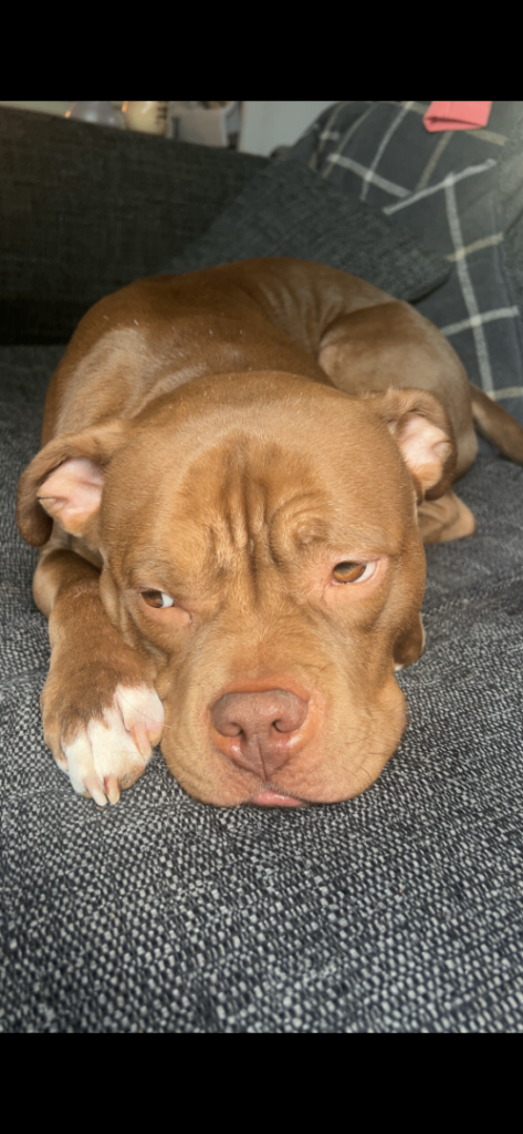 Pocket Bully for Sale | 2 Years Old