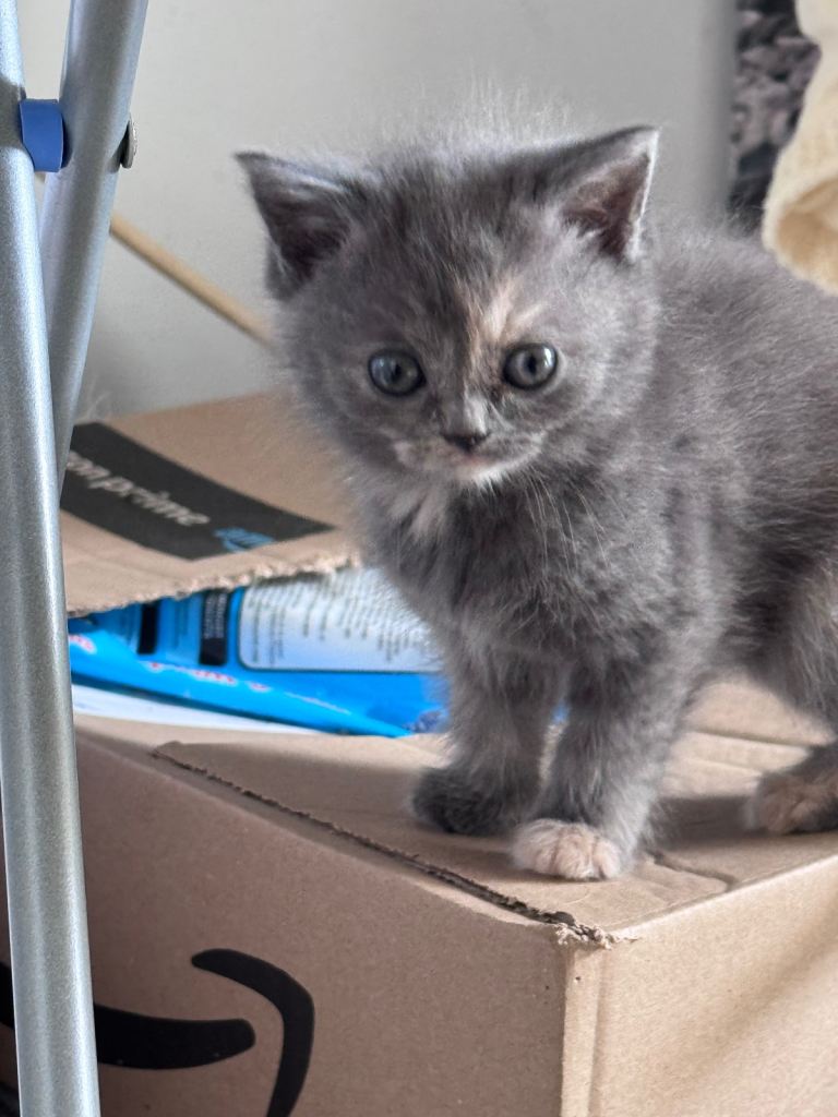 Persian X Domestic Kittens