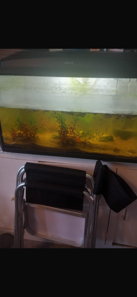 Free large fish tank 