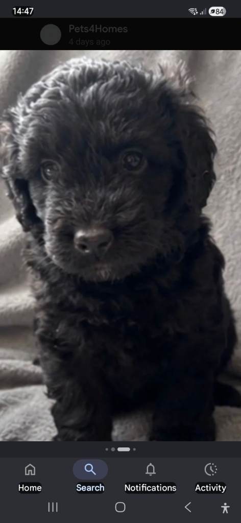 Labadoodle Puppies for sale 